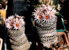 Pelecyphora (Turbinicarpus) pseudopectinata