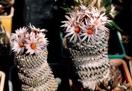 Pelecyphora (Turbinicarpus) pseudopectinata