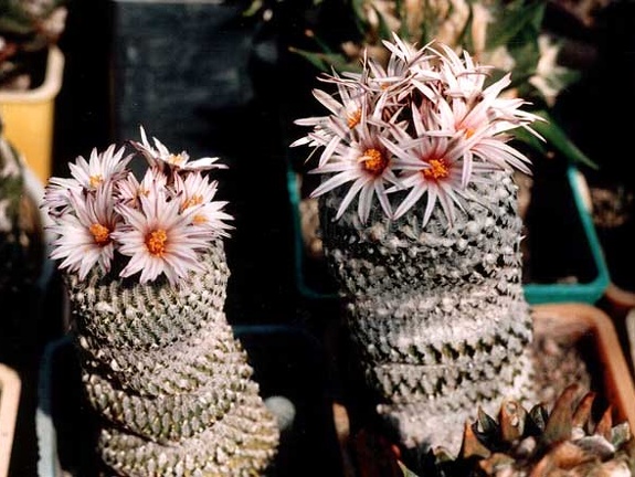 Pelecyphora (Turbinicarpus) pseudopectinata