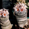 Pelecyphora (Turbinicarpus) pseudopectinata