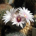 Ph Pelecyphora Turbinicarpus pseudopectinata Galin