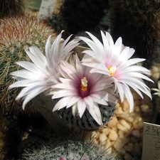 Ph Pelecyphora Turbinicarpus pseudopectinata Galin