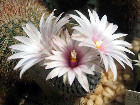Ph Pelecyphora Turbinicarpus pseudopectinata Galin