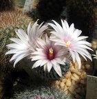 Ph Pelecyphora Turbinicarpus pseudopectinata Galin