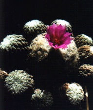 Pelecyphora aselliformis