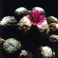 Pelecyphora aselliformis
