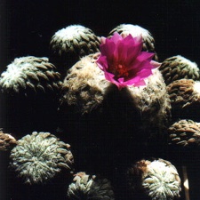Pelecyphora aselliformis