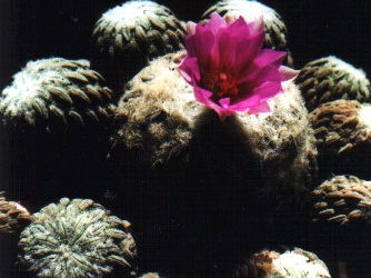 Pelecyphora aselliformis