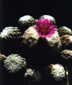 Pelecyphora aselliformis