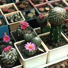 Pelecyphora aselliformis