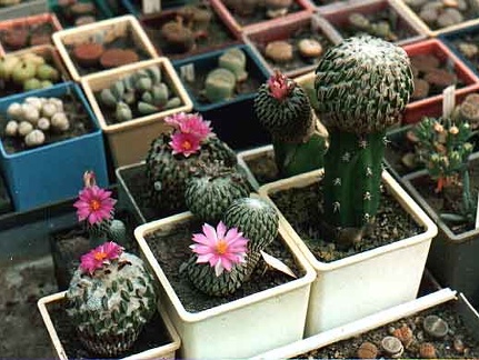 Pelecyphora aselliformis