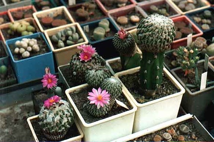 Pelecyphora aselliformis