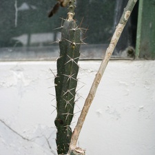 Peniocereus marnieranus