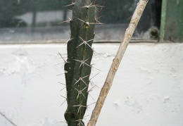 Peniocereus marnieranus