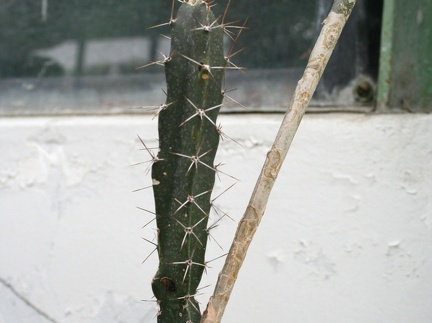 Peniocereus marnieranus