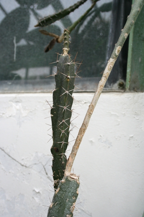 Peniocereus marnieranus