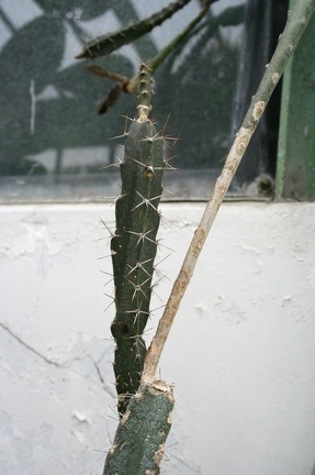 Peniocereus marnieranus