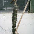 Peniocereus_marnieranus.JPG
