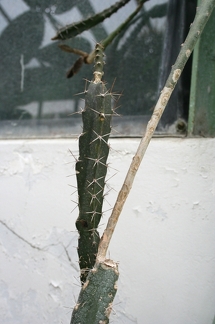 Peniocereus marnieranus