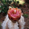 Pilosocereus palmeri bud Kosogov FG