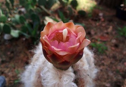 Pilosocereus palmeri bud Kosogov FG