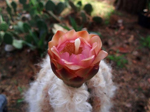 Pilosocereus palmeri bud Kosogov FG