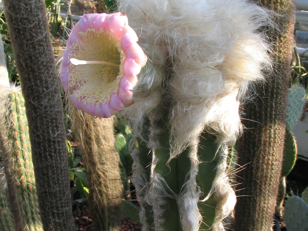 Pilosocereus sartorianus-01