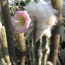 Pilosocereus sartorianus-01