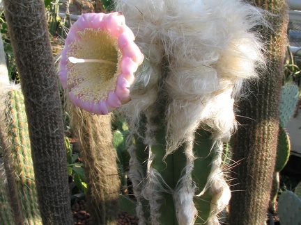 Pilosocereus sartorianus-01