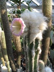 Pilosocereus sartorianus-01
