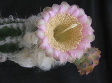 Pilosocereus sartorianus