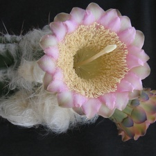 Pilosocereus sartorianus 