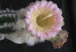 Pilosocereus sartorianus 