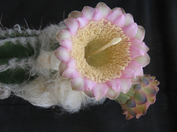 Pilosocereus sartorianus 