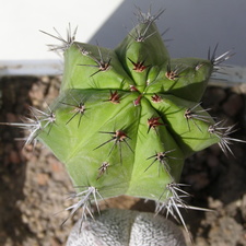Polaskia chichipe Navajo