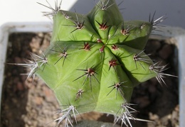 Polaskia chichipe Navajo