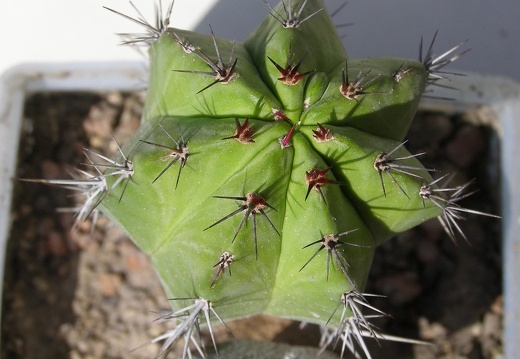 Polaskia chichipe Navajo
