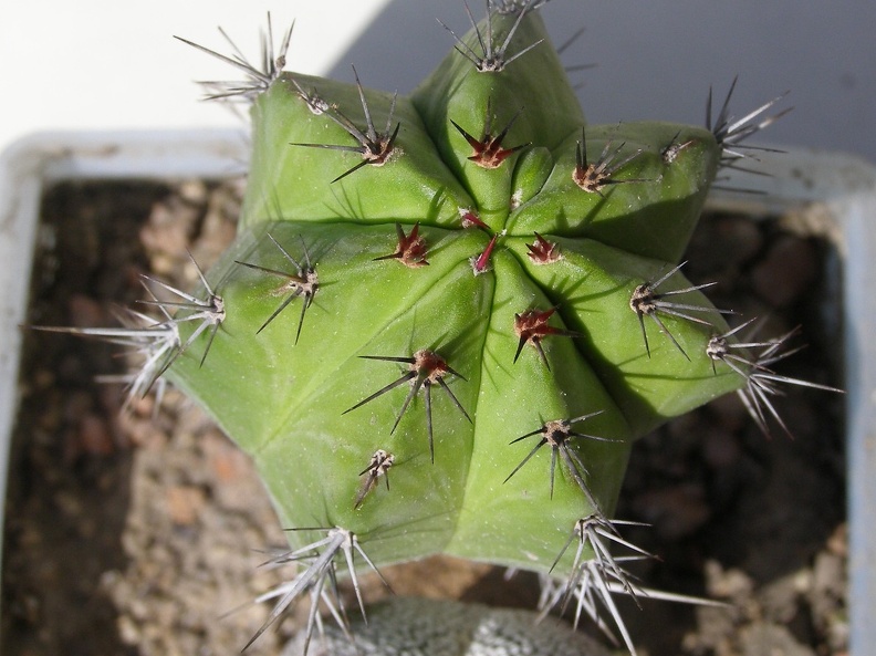 Polaskia chichipe Navajo