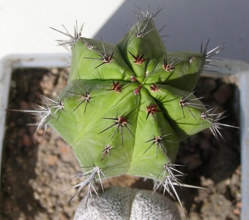 Polaskia chichipe Navajo