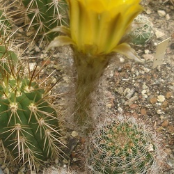 Pseudolobivia (Echinopsis, Lobivia)