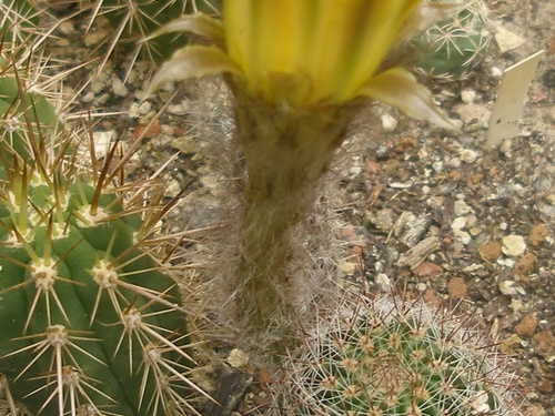 Pseudolob aurea1