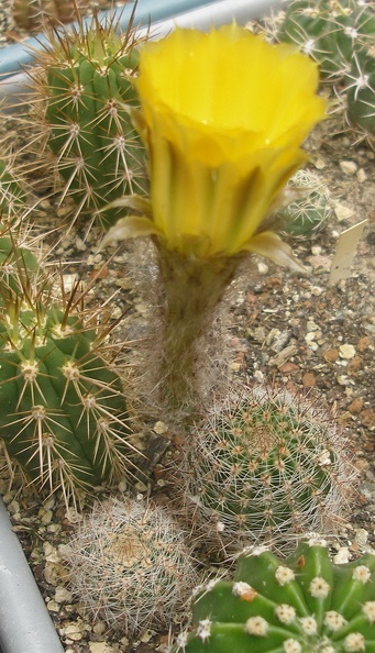 Pseudolob_aurea1.JPG