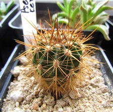 Pseudolobivia kermesina 001