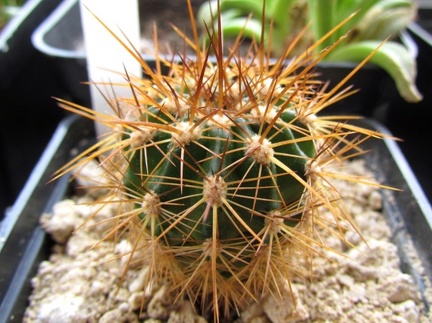 Pseudolobivia kermesina 001