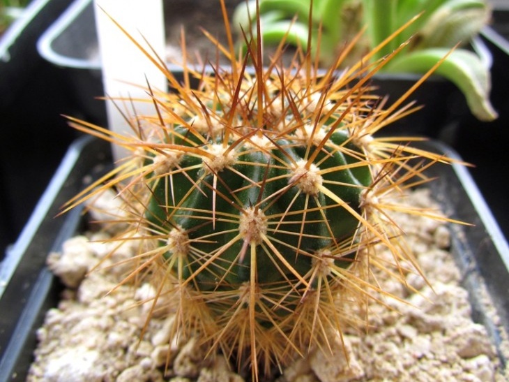 Pseudolobivia kermesina 001