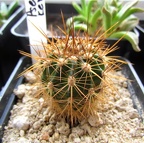 Pseudolobivia kermesina 001