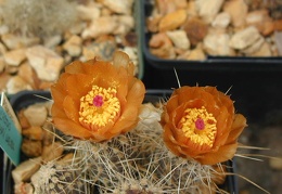 Pterocactus fischeri