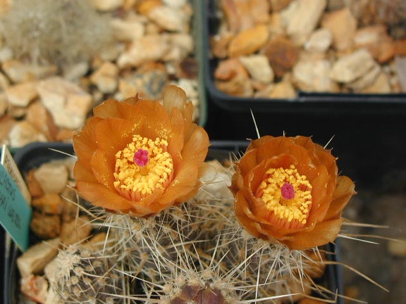 Pterocactus fischeri