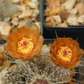 Pterocactus fischeri