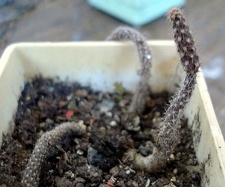 Pterocactus reticulatus Burzak FG